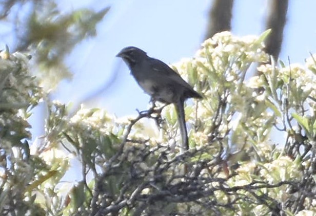 Five-striped Sparrow - ML620283730