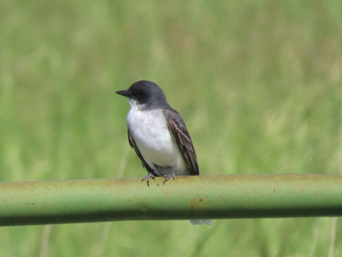 Eastern Kingbird - ML620283732