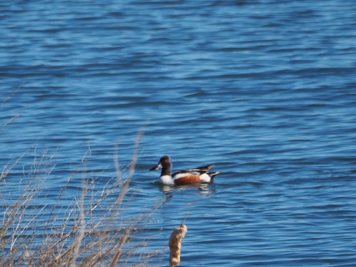 Northern Shoveler - ML620283733