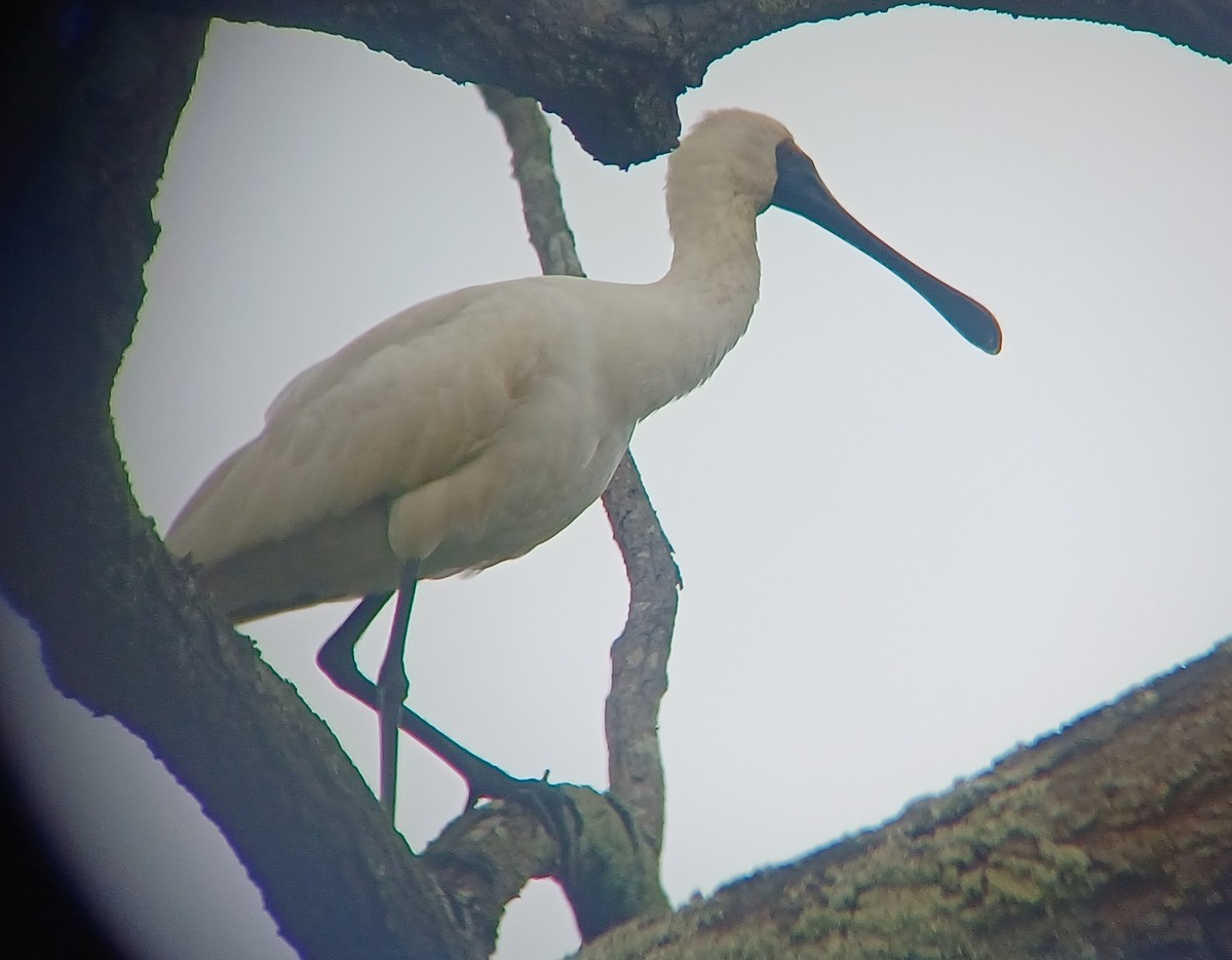 Royal Spoonbill - ML620283735