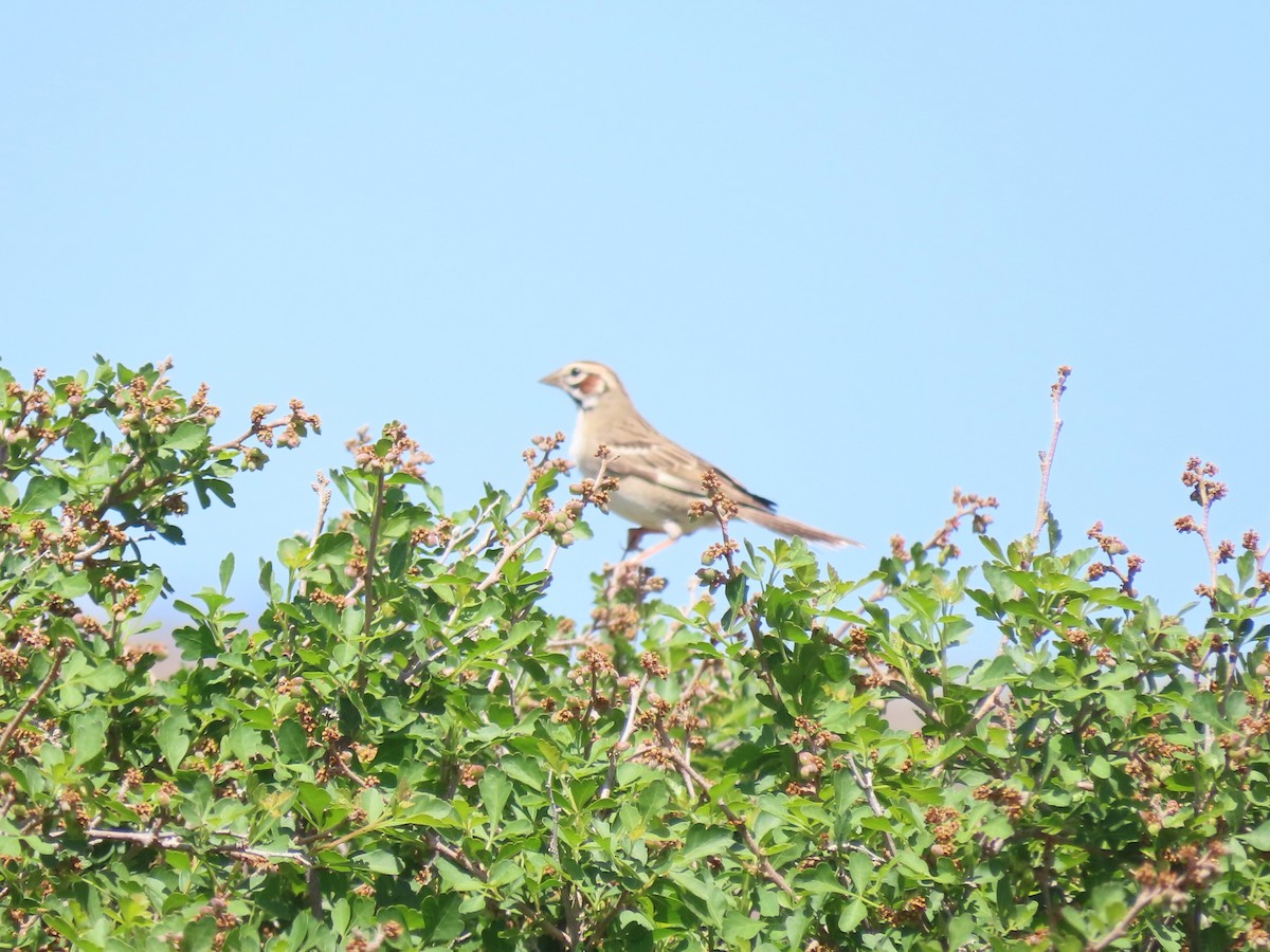 Bruant à joues marron - ML620283737