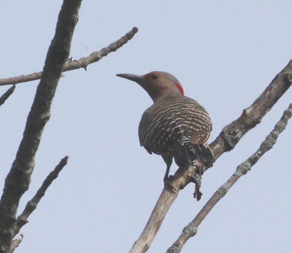 Northern Flicker - ML620283738