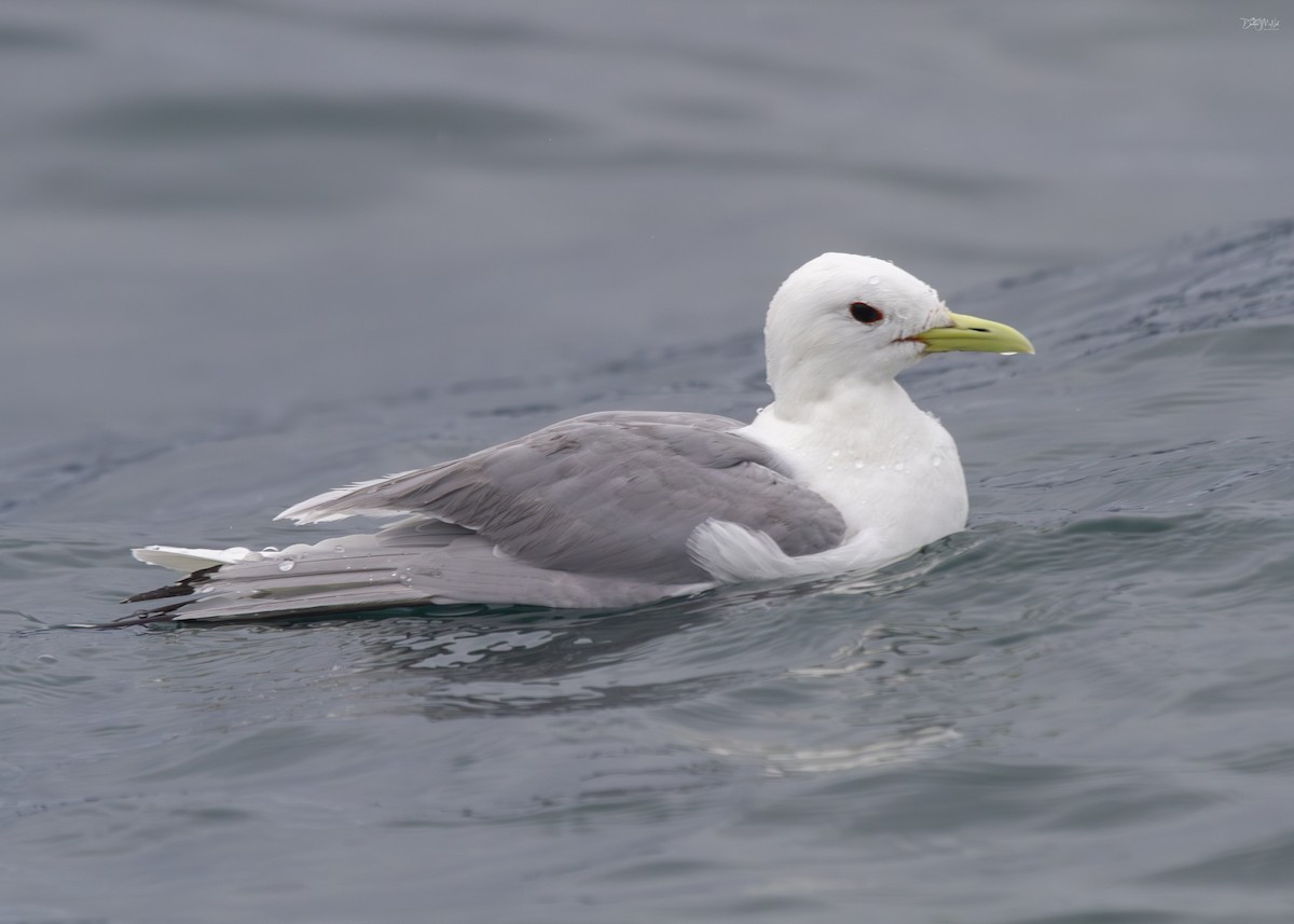 Black-legged Kittiwake - Darlene J McNeil