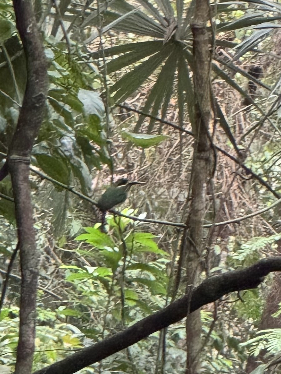 Zwergmotmot - ML620283747