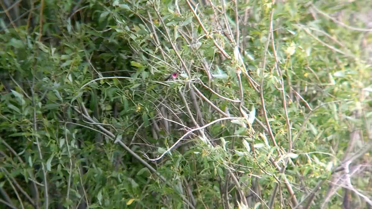 Broad-tailed Hummingbird - ML620283749