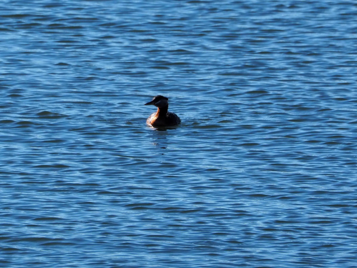 Red-necked Grebe - ML620283754