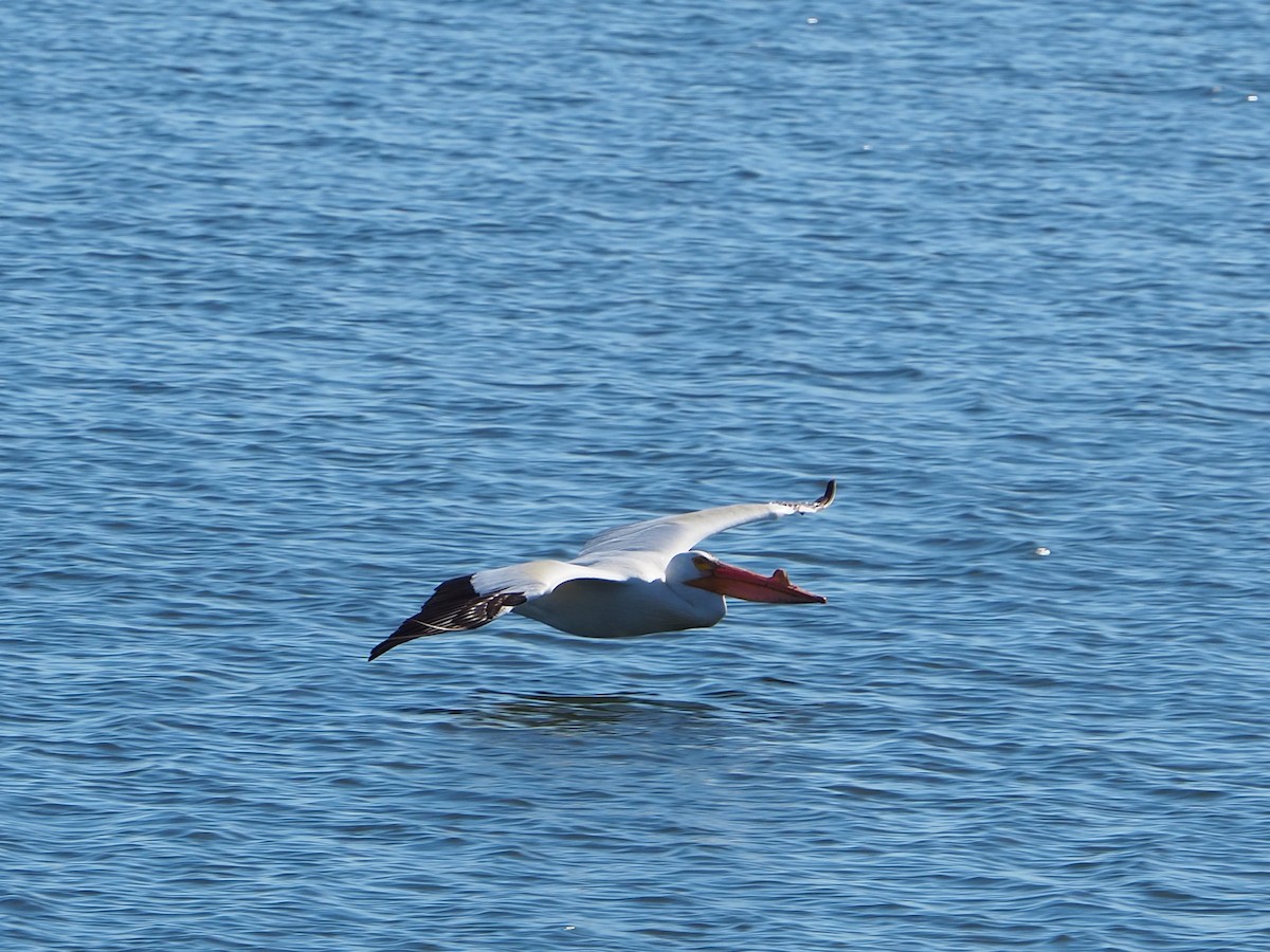 American White Pelican - ML620283758