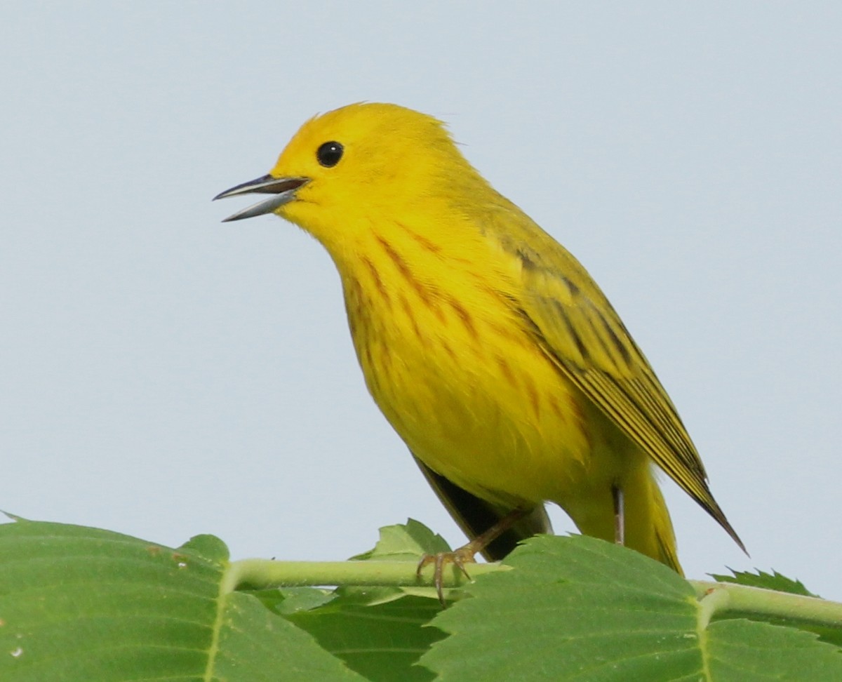 Paruline jaune - ML620283760