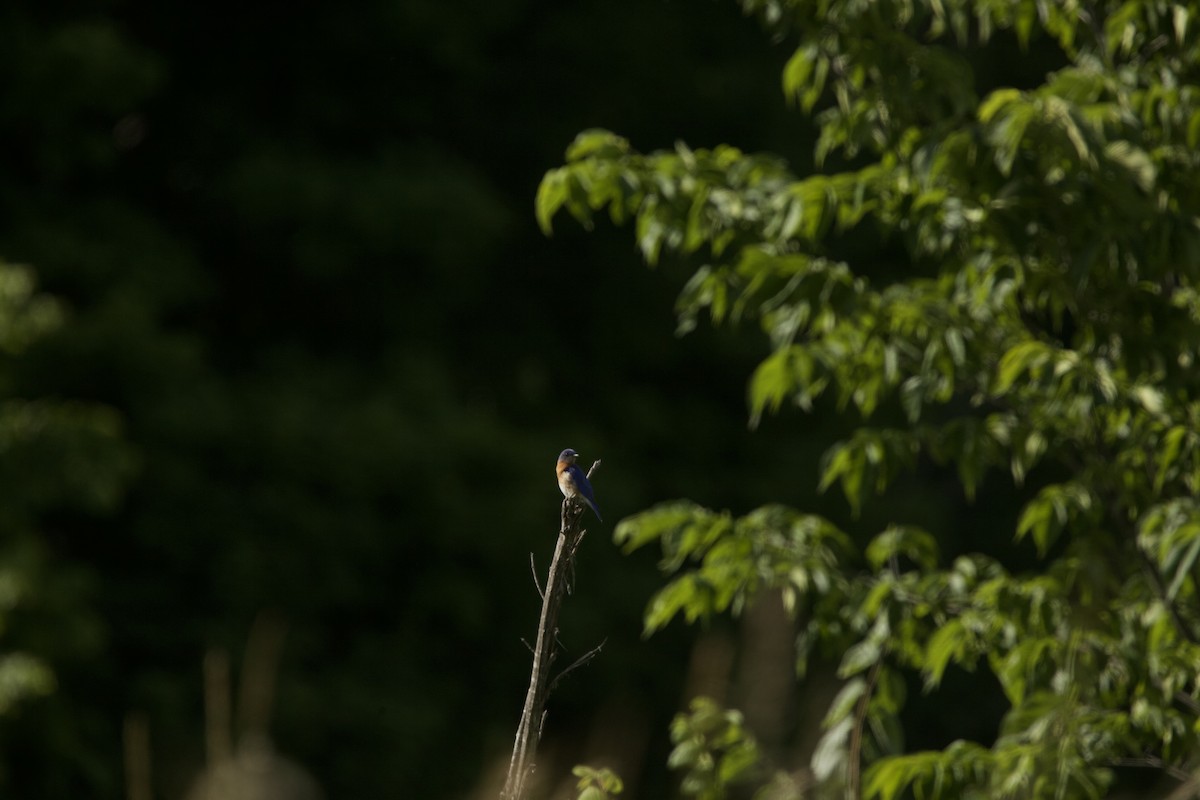 Eastern Bluebird - ML620283763