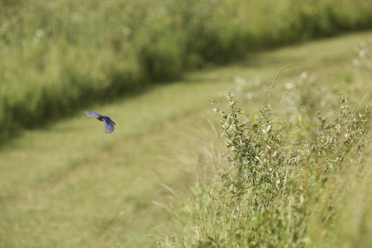 Eastern Bluebird - ML620283765