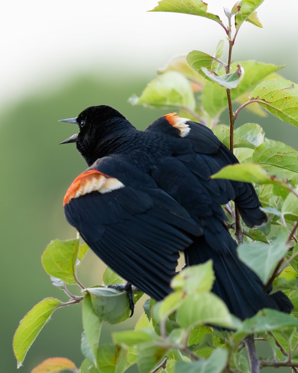 Red-winged Blackbird - ML620283768