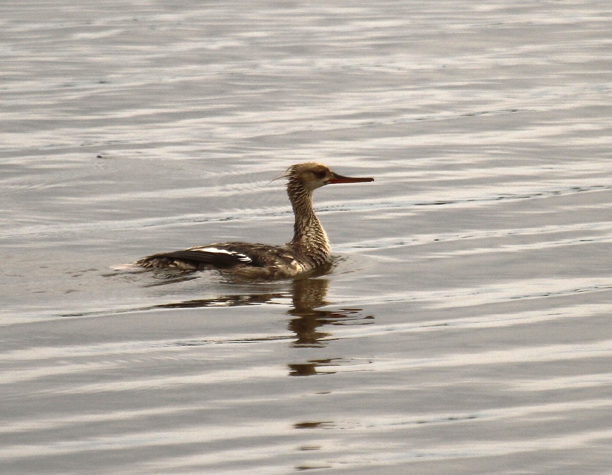 Red-breasted Merganser - ML620283770