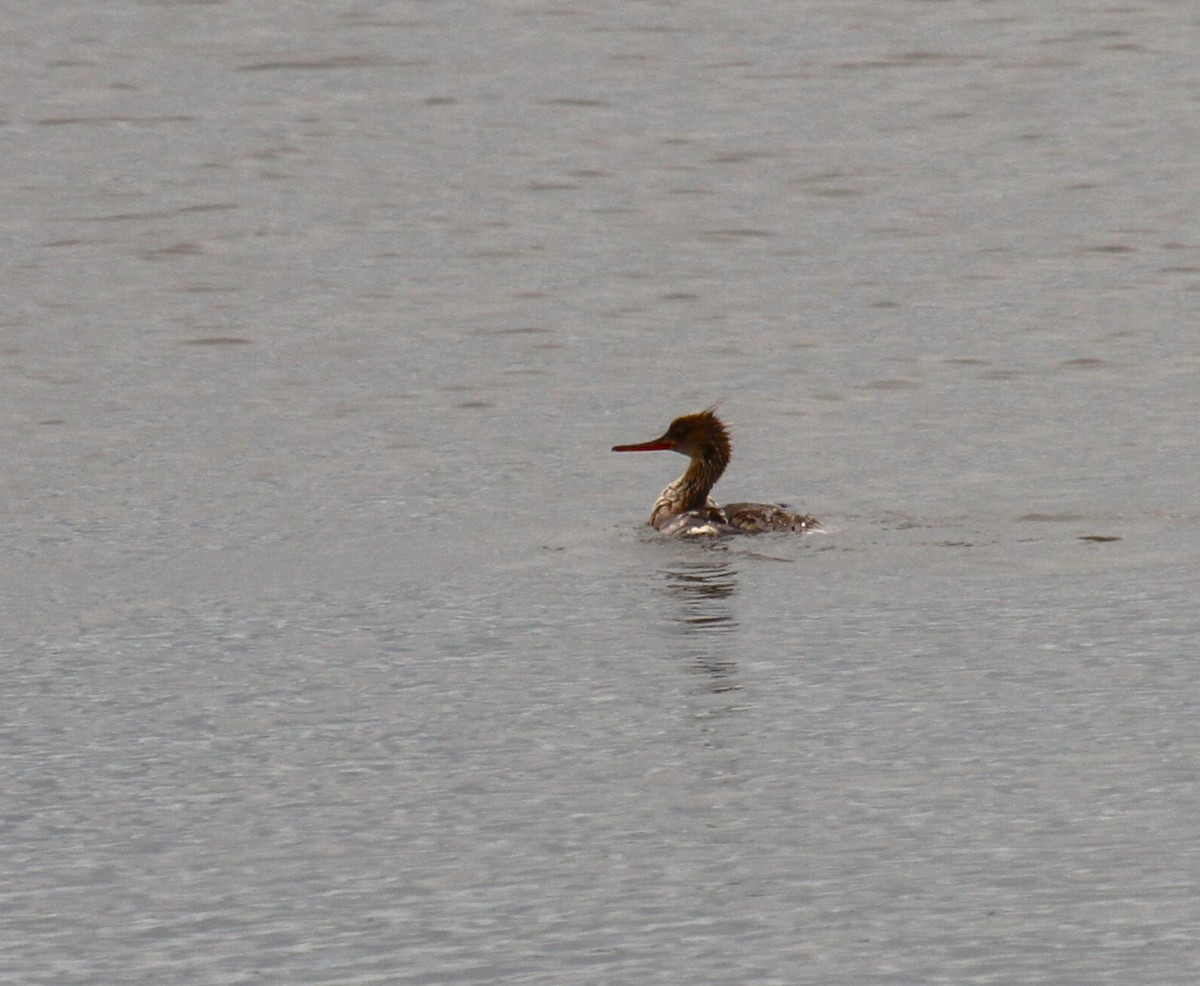 Red-breasted Merganser - ML620283771