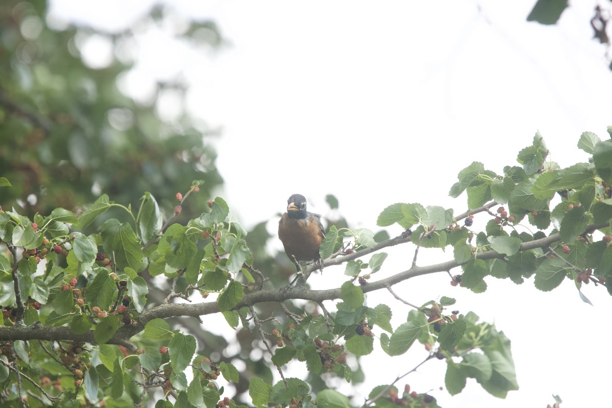 American Robin - ML620283773