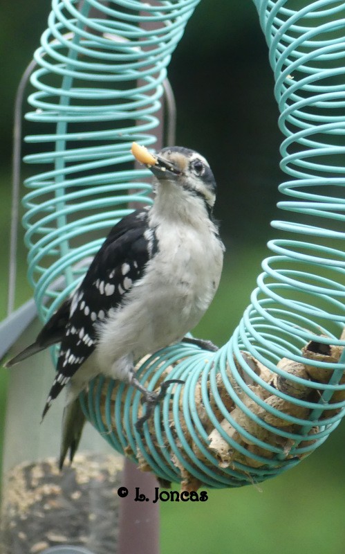 Hairy Woodpecker - L Joncas