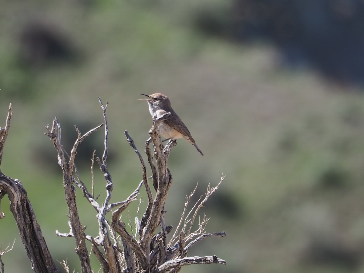 Rock Wren - ML620283782