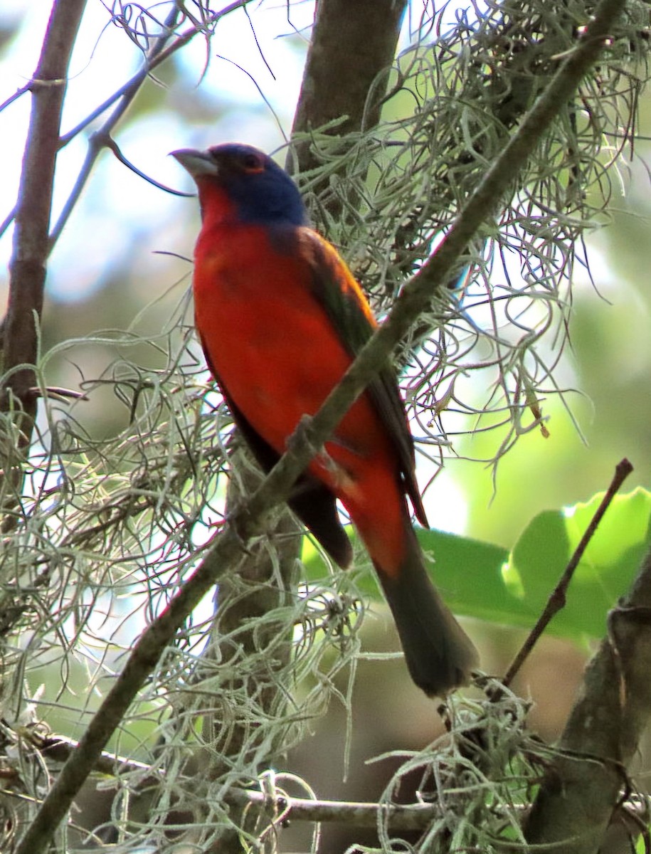 Painted Bunting - ML620283783