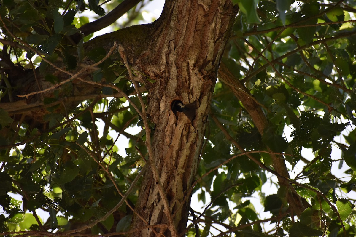 Tree Swallow - ML620283785