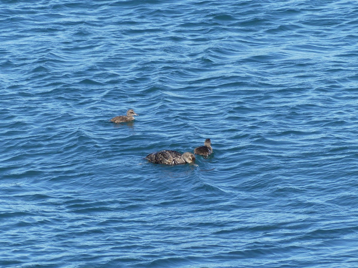 Common Eider - ML620283787