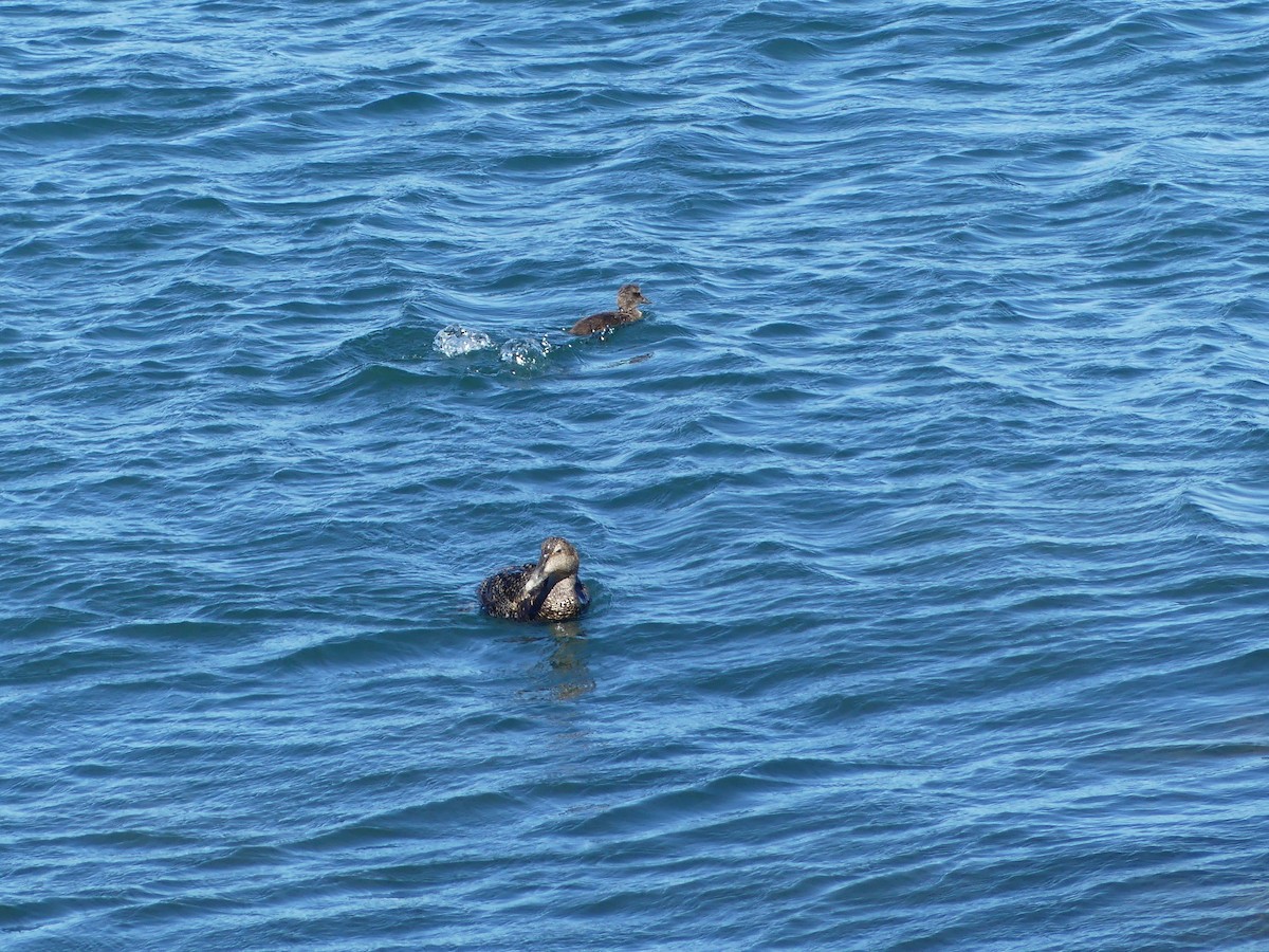 Common Eider - ML620283788