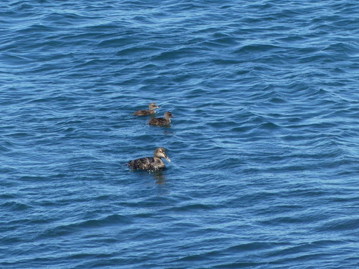 Common Eider - ML620283789