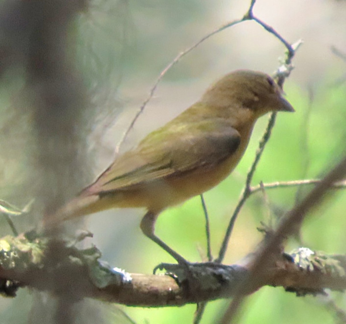 Painted Bunting - ML620283790