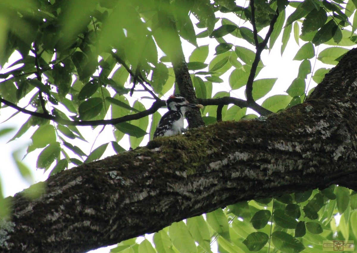 Hairy Woodpecker - ML620283793