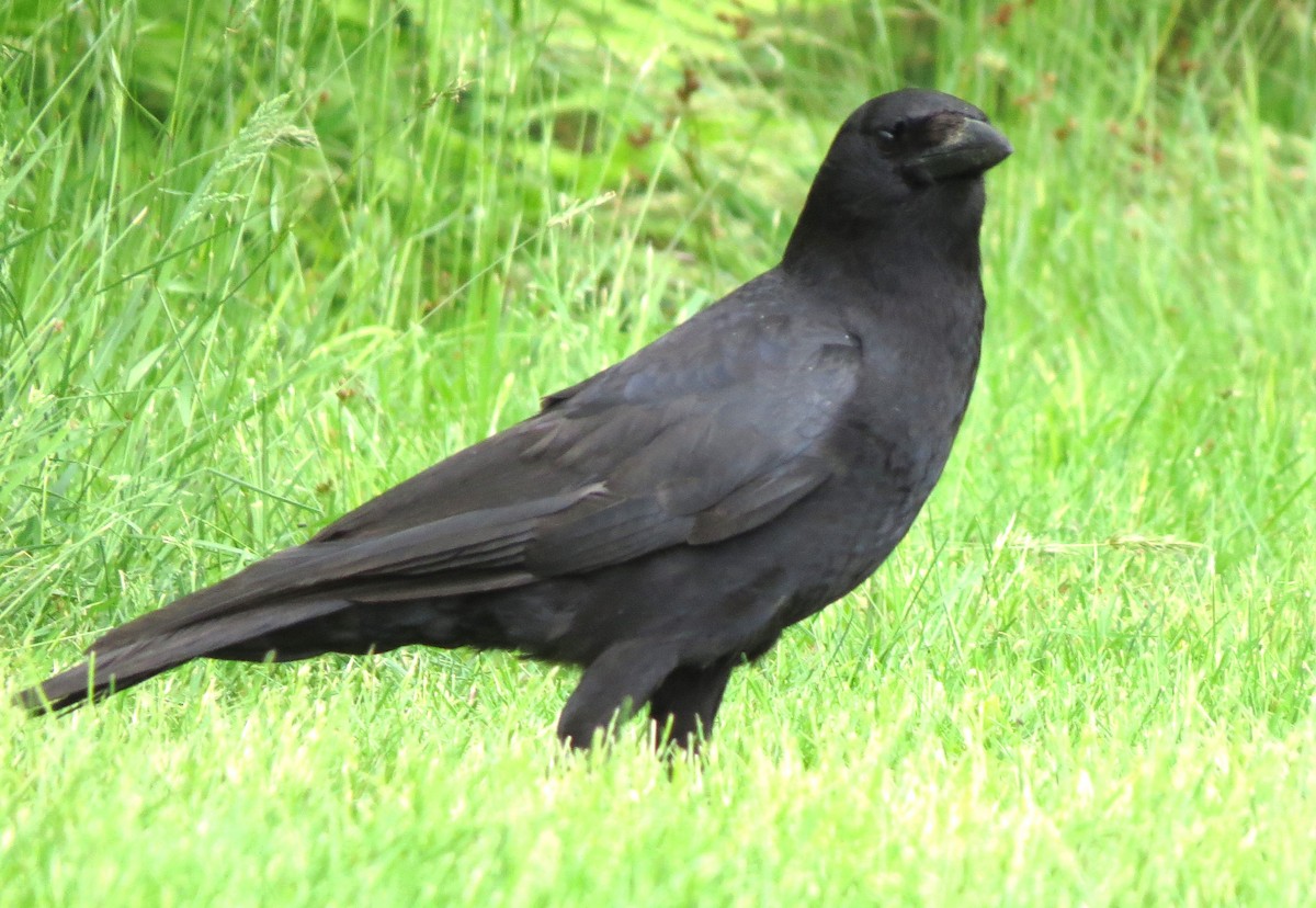 American Crow - ML620283794