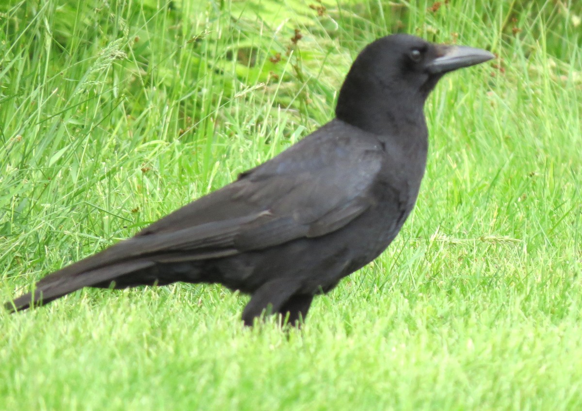 American Crow - ML620283801