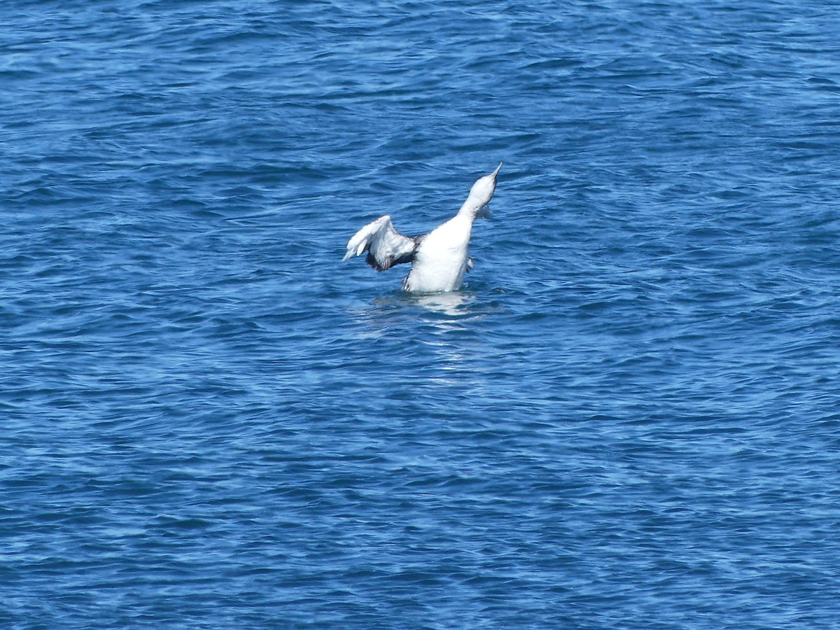 Common Loon - ML620283802