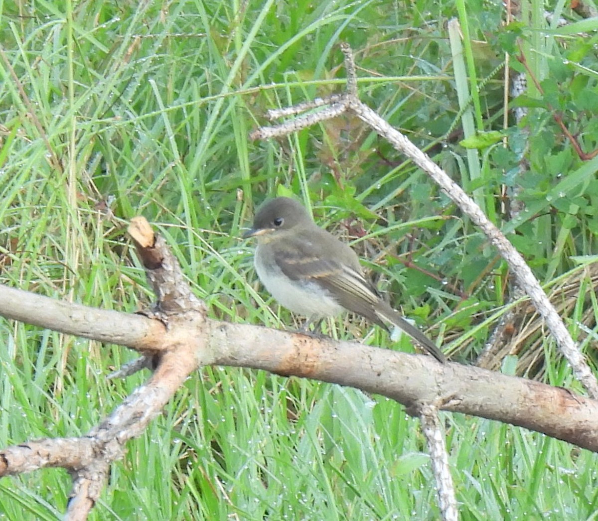 Eastern Phoebe - ML620283804