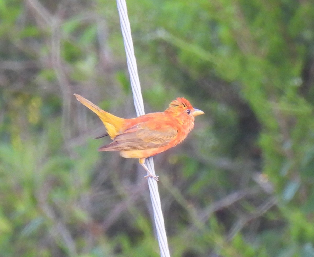 Summer Tanager - ML620283811