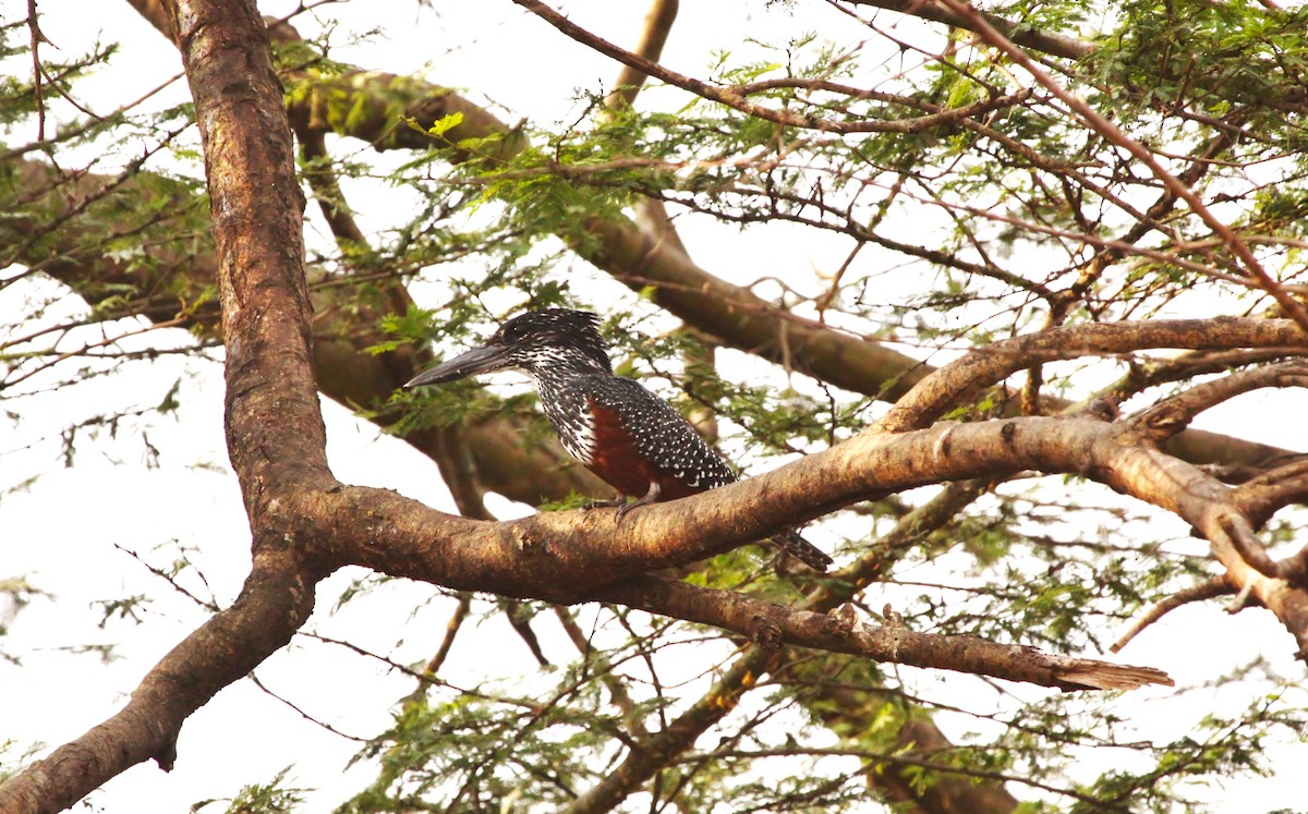 Giant Kingfisher - ML620283812