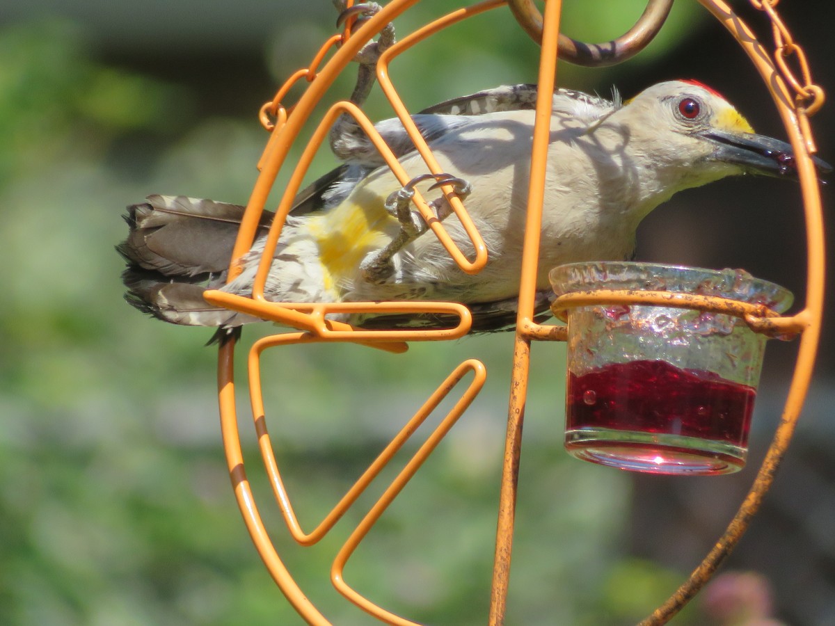 Golden-fronted Woodpecker - ML620283813