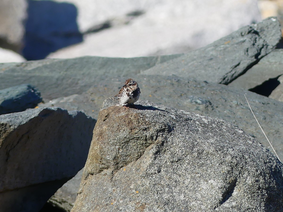 Song Sparrow - ML620283814