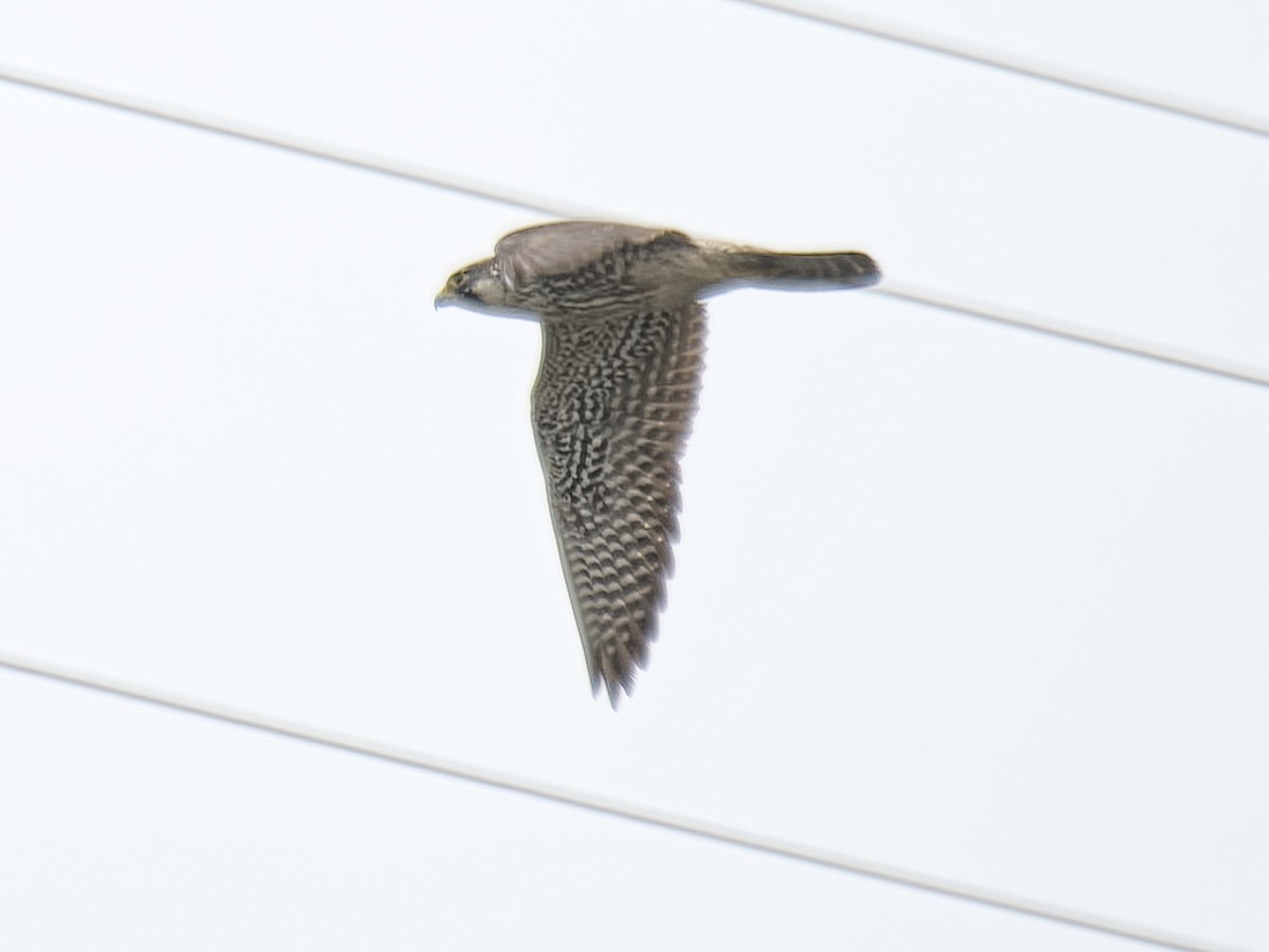 Peregrine Falcon (North American) - ML620283825