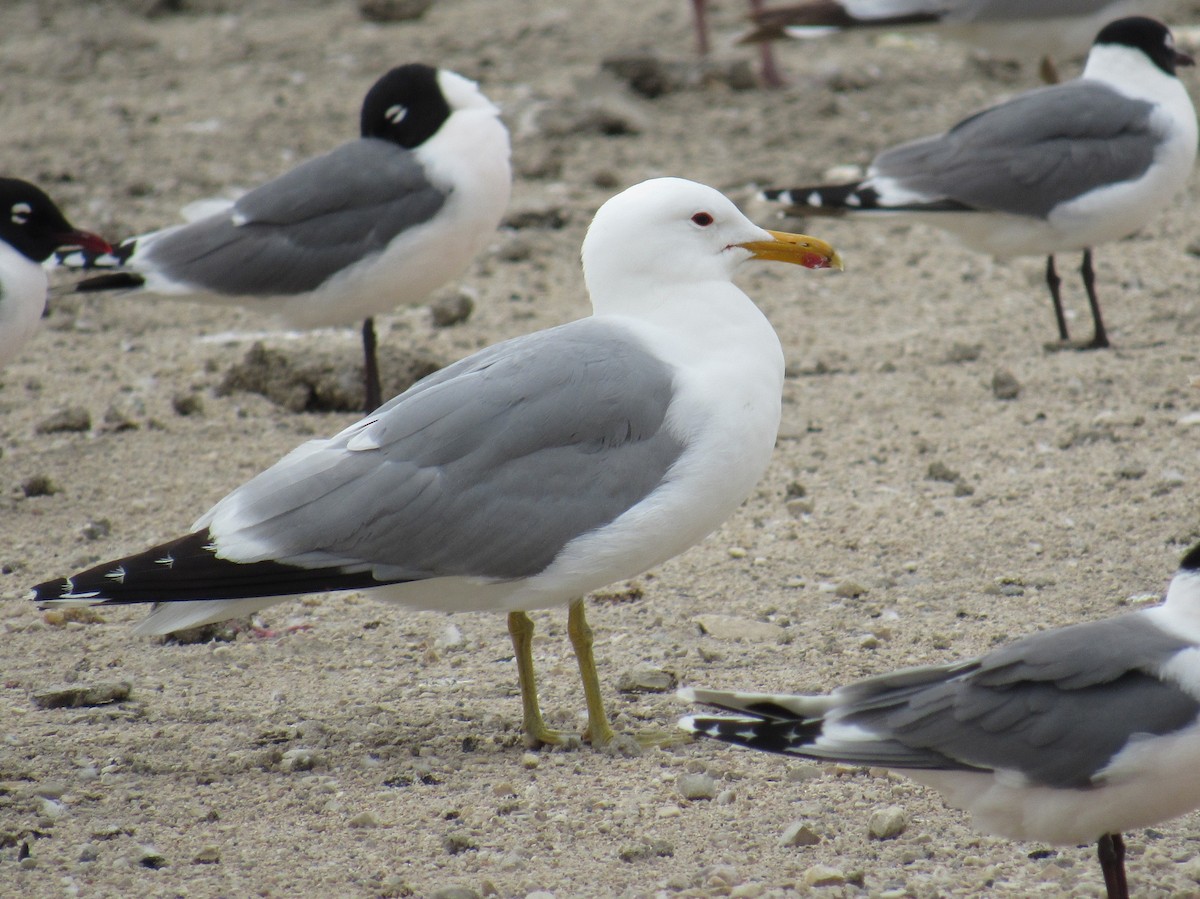 California Gull - ML620283826