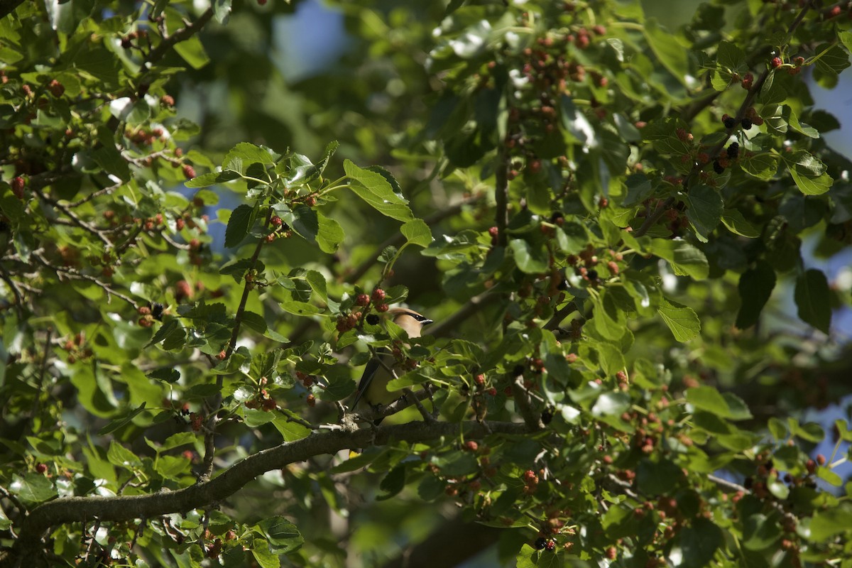 Cedar Waxwing - ML620283828