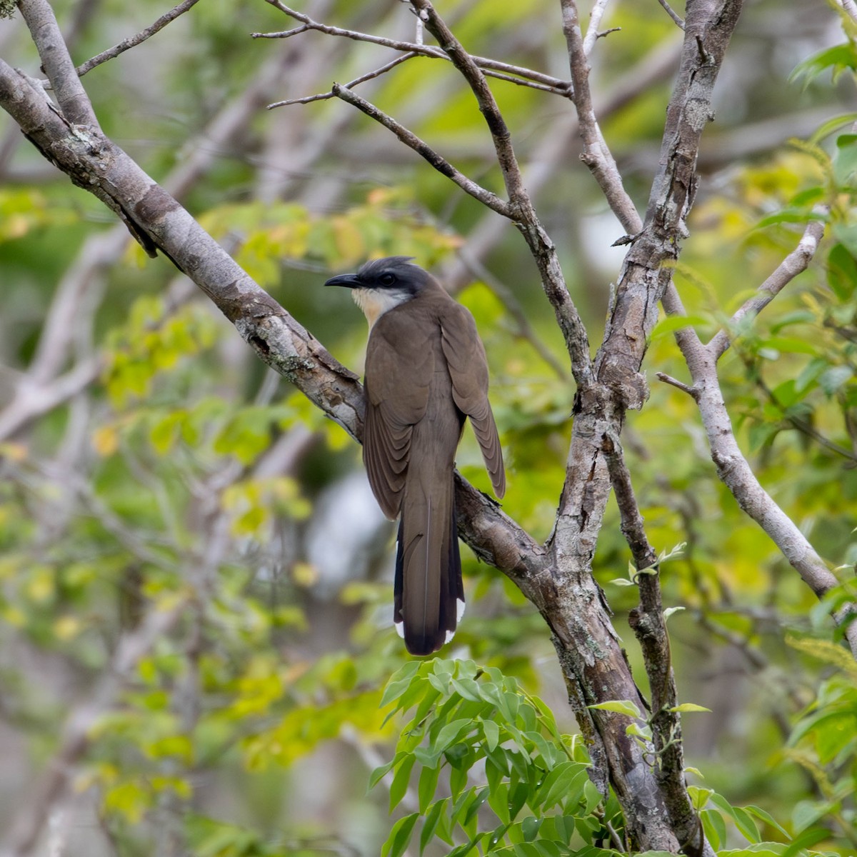 Dark-billed Cuckoo - Katia Oliveira