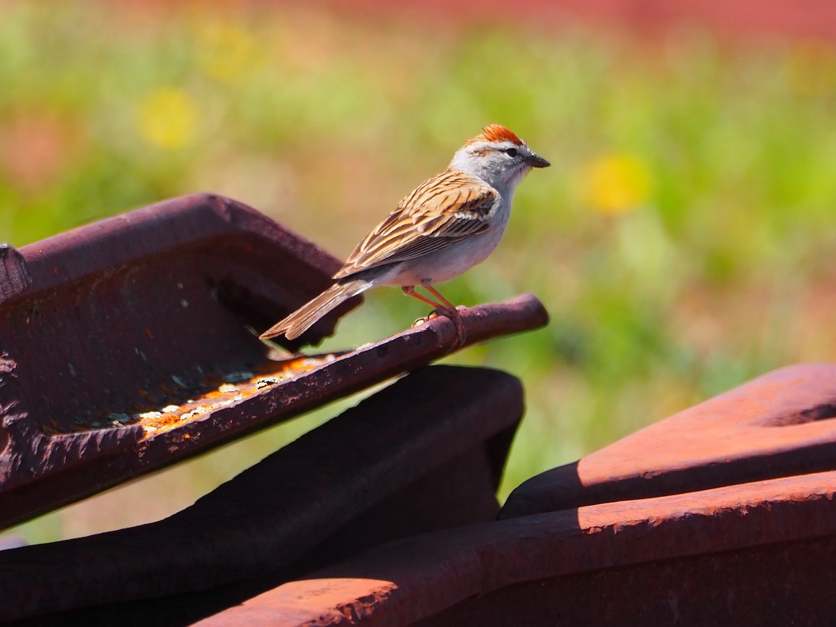 Chipping Sparrow - ML620283831