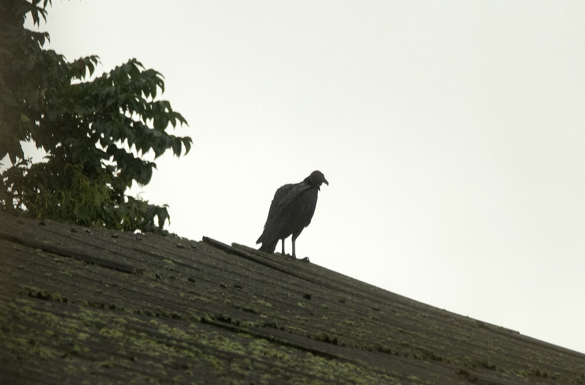 Black Vulture - ML620283837