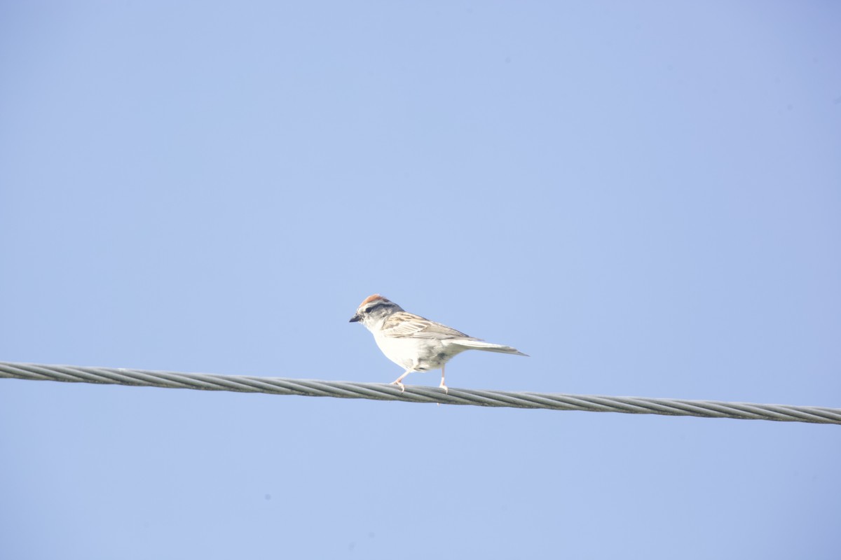 Chipping Sparrow - ML620283839