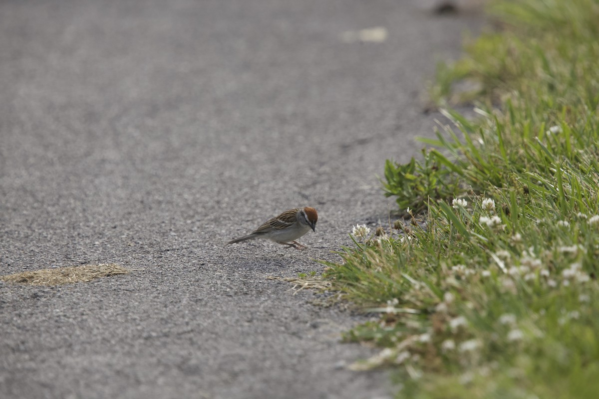 Chipping Sparrow - ML620283841