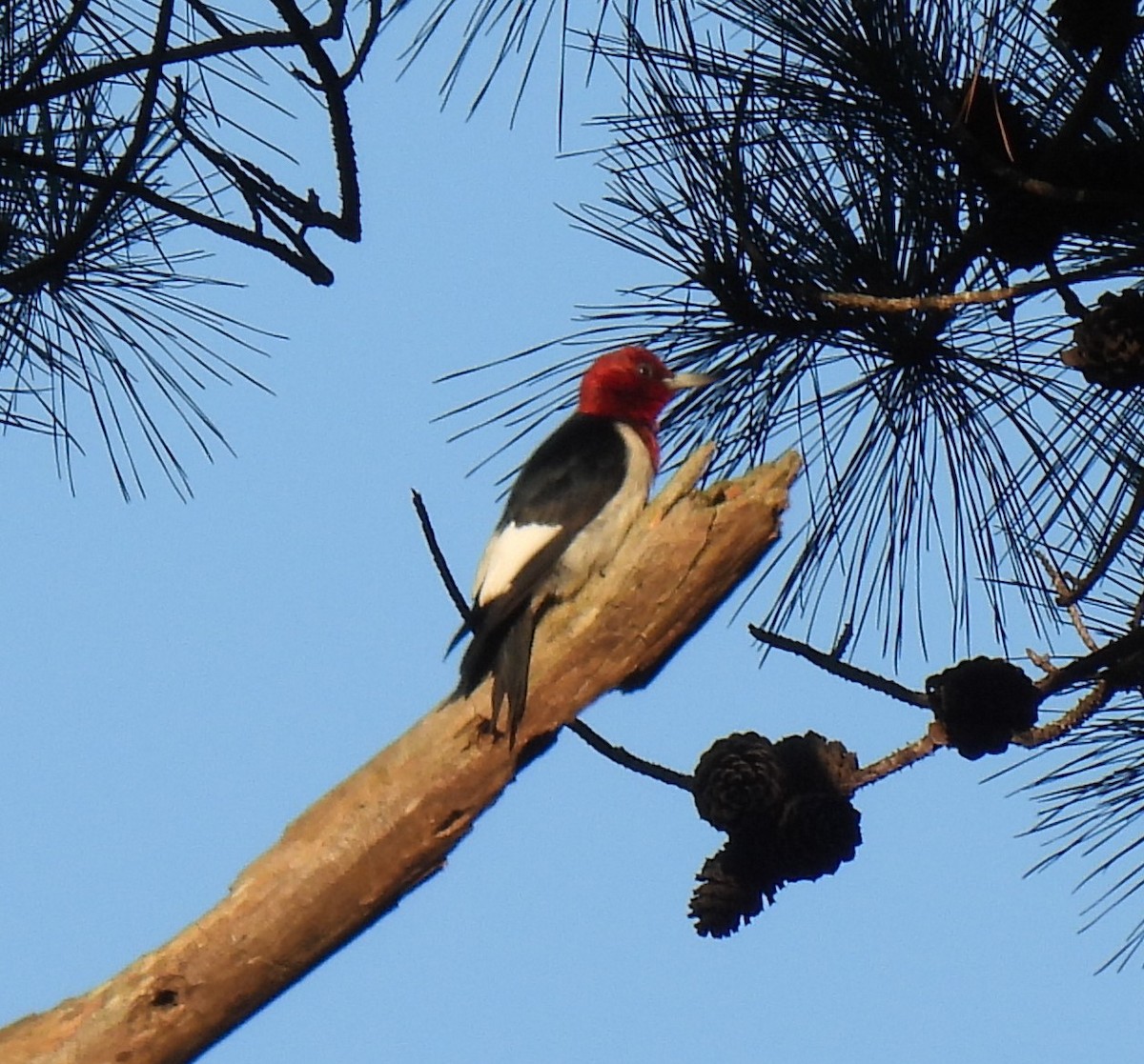 Red-headed Woodpecker - ML620283842