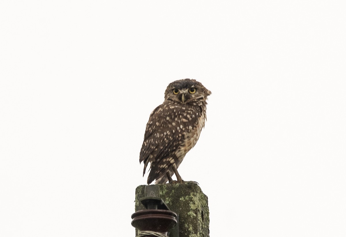 Burrowing Owl (grallaria) - ML620283843