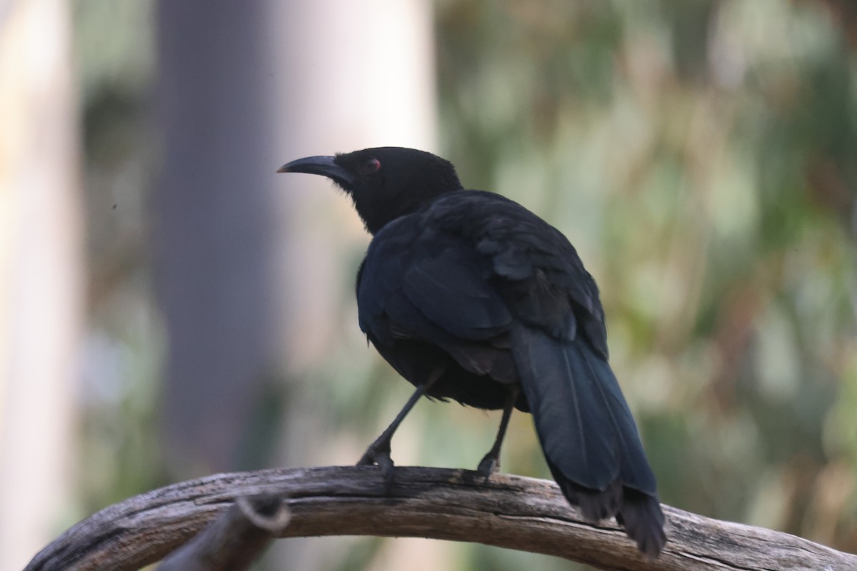 White-winged Chough - ML620283847