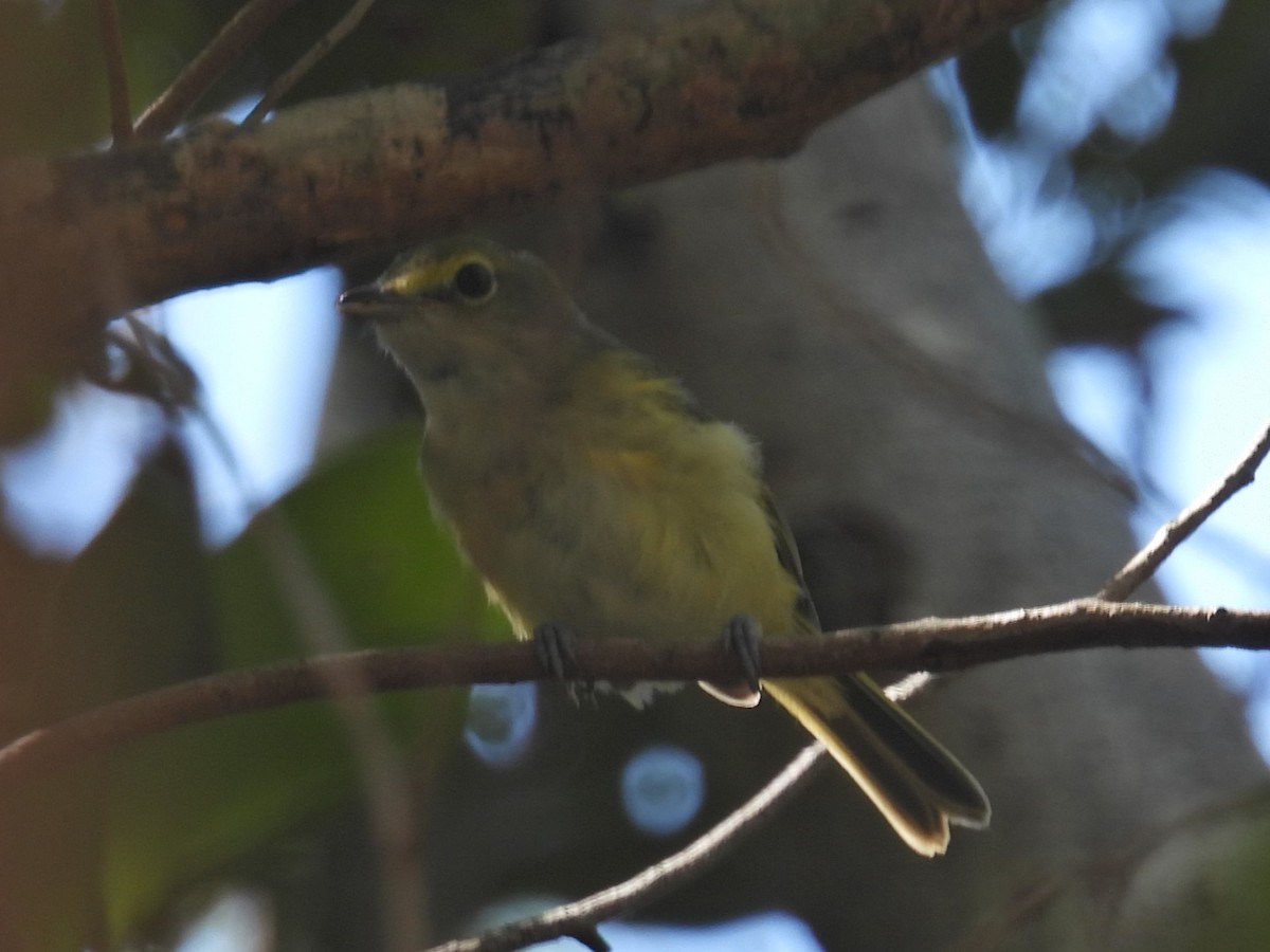 Ak Gözlü Vireo - ML620283849