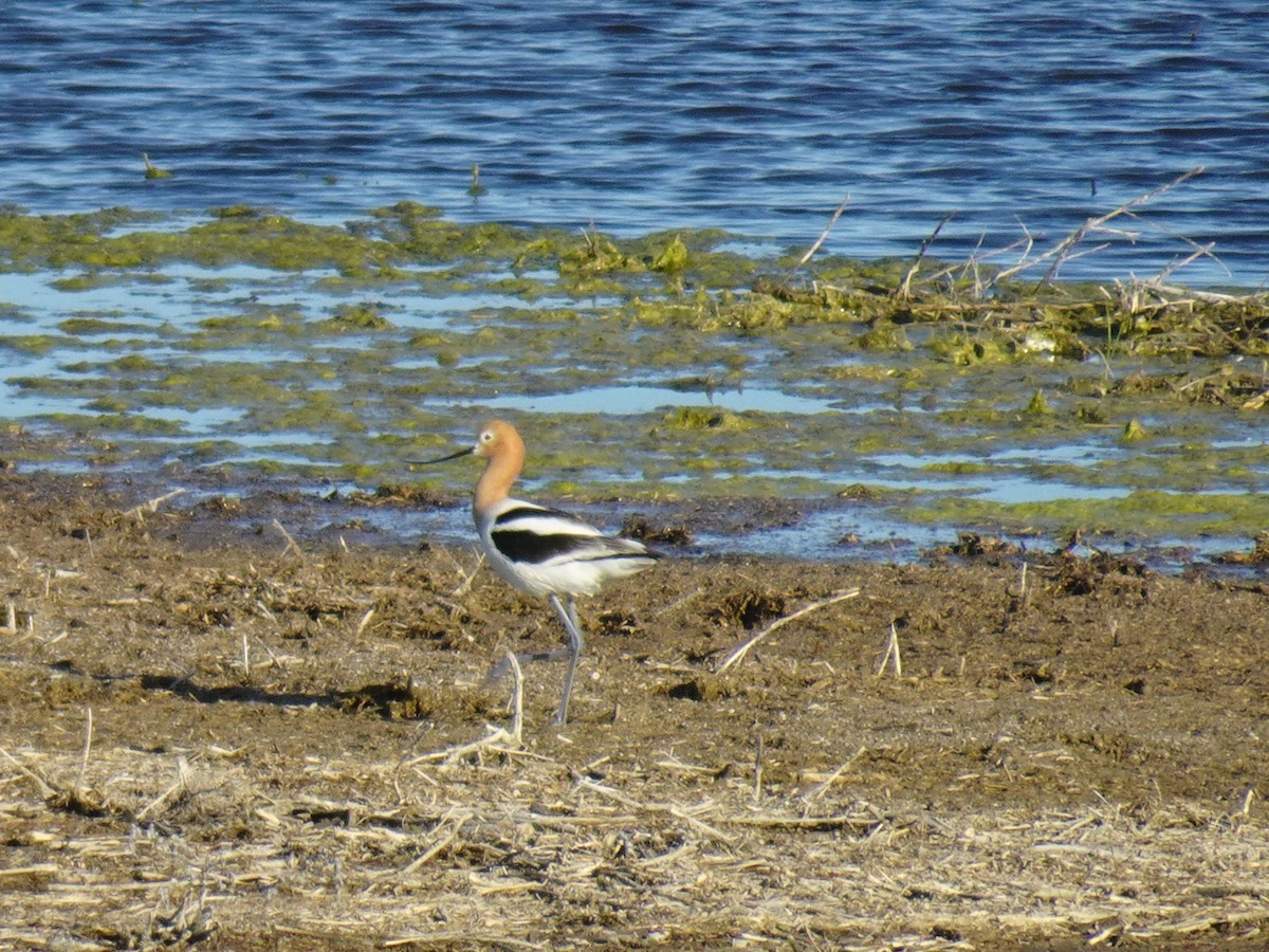 Avocette d'Amérique - ML620283852