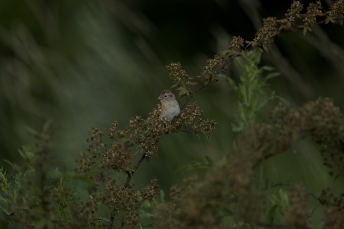 Field Sparrow - ML620283861