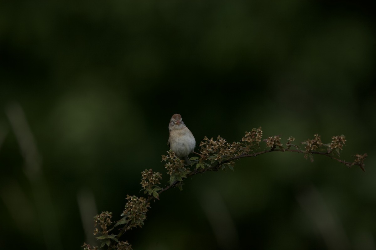 Field Sparrow - ML620283862